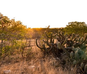 O sertão que floresce: projetos apoiados pela Fundação BB fortalecem a Caatinga